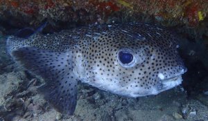 Coral fish