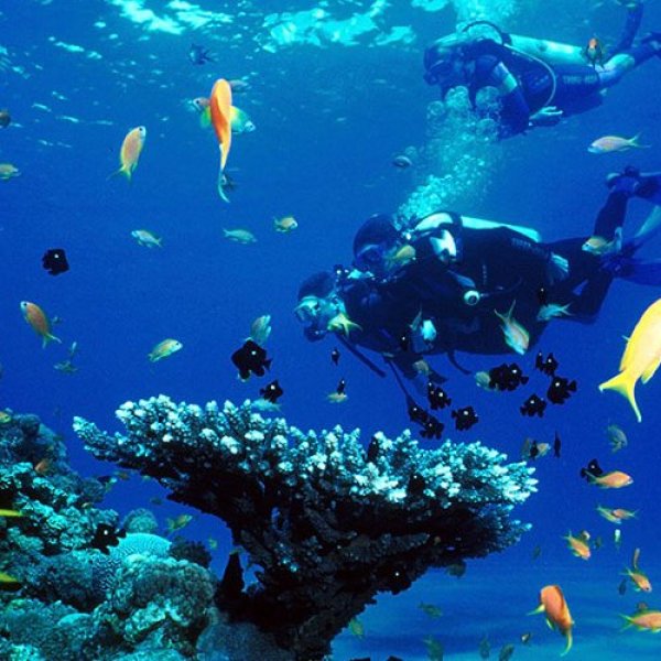 Diving 